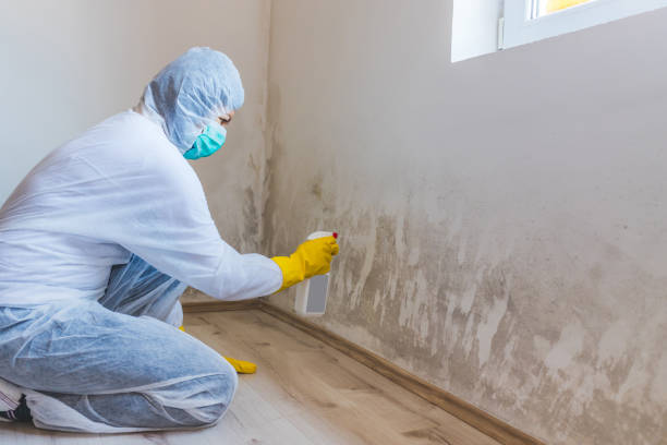 Licensed Black Mold Remediation service in Spring, TX - Mold Remediation HQ