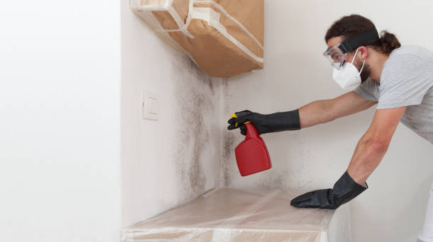 Professional Black Mold Remediation technician working in Spring, TX