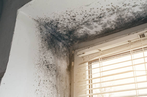 Affordable Black Mold Remediation solutions in Spring, TX